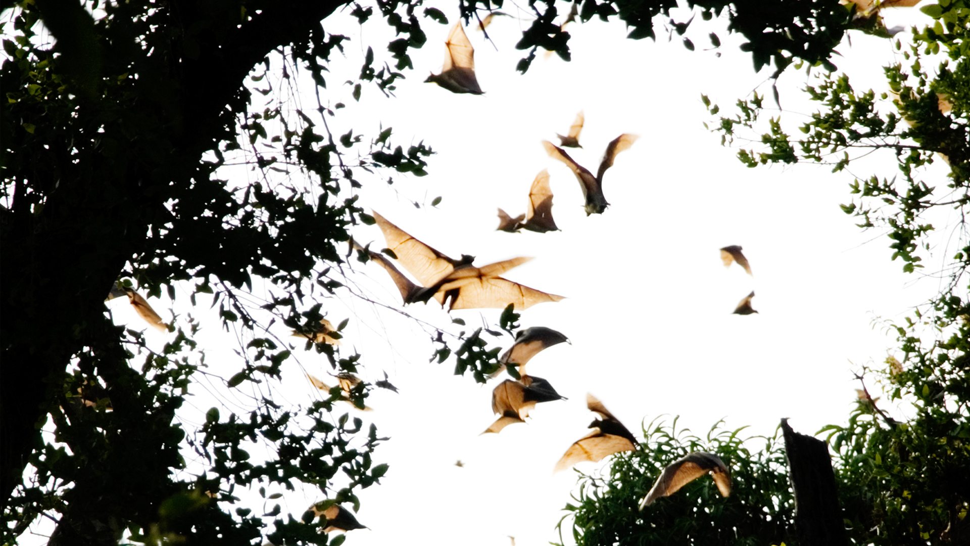 10 Must See Animal Migrations | Luxury Travel | andBeyond 10 Must See Animal Migrations | Luxury Travel | andBeyond
