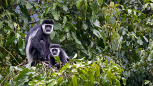 black and white colobus monkeys at andbeyond grumeti