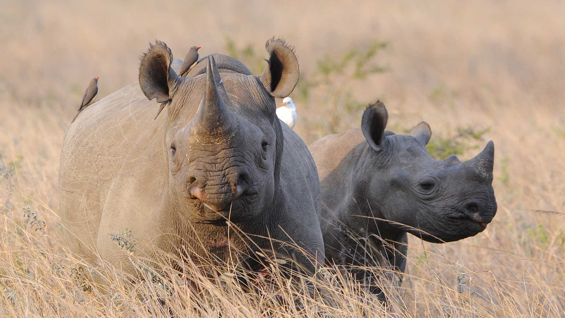 Black Rhinoceros Why Are Black Rhinos Called Black Rhinos Rhino Rest Black Rhinoceros Why Are Black Rhinos Called Black Rhinos Rhino Rest