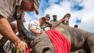 blindfolded rhino on the rhinos without borders initiative