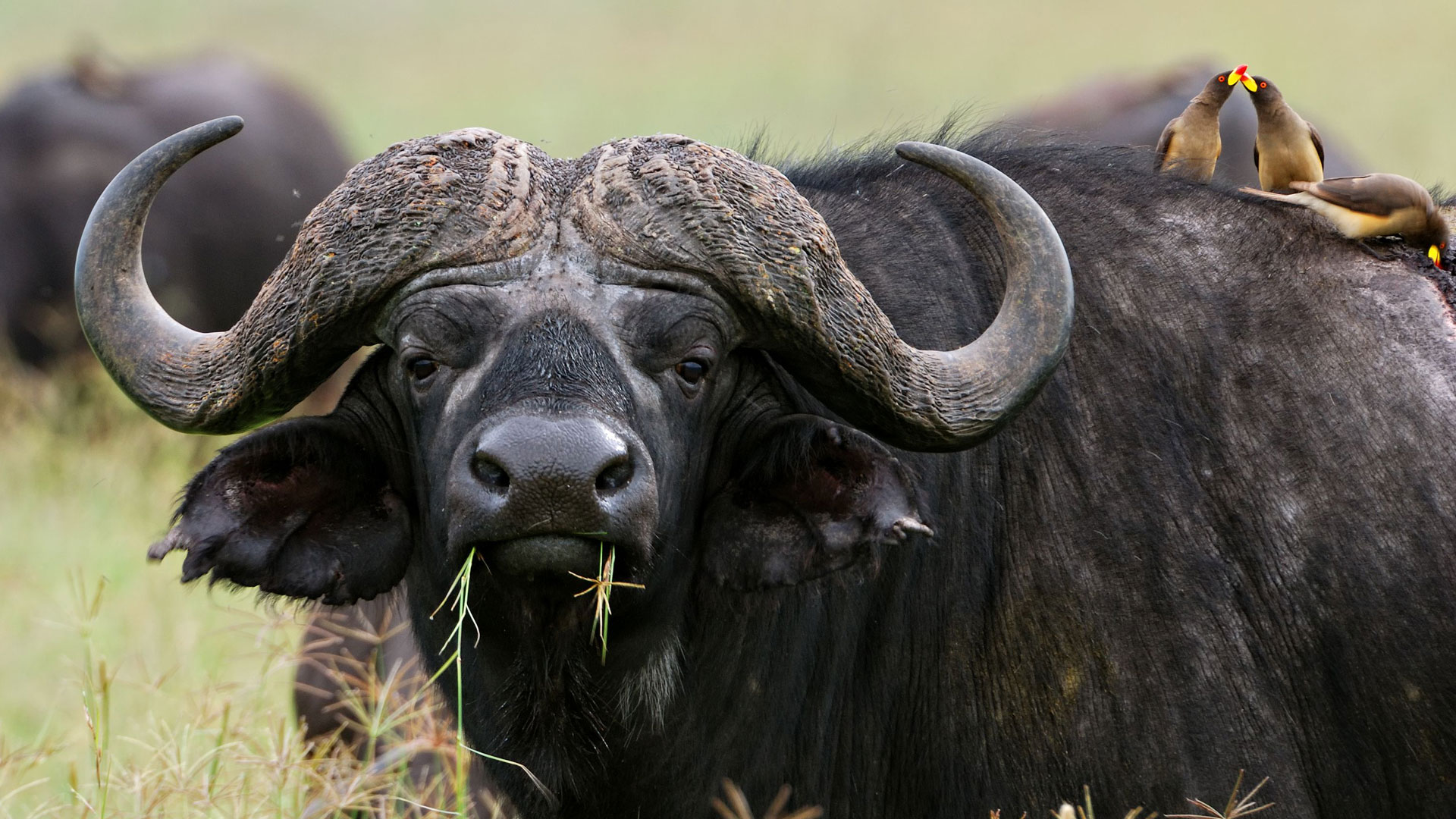 Buffalo at Katavi