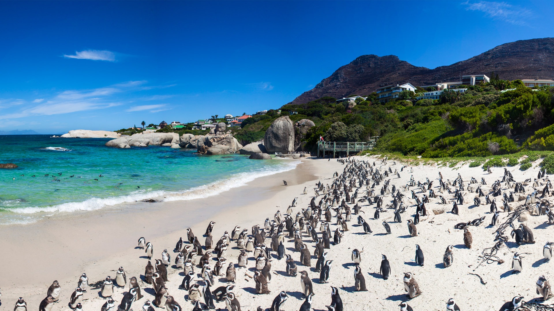 cape peninsula tour