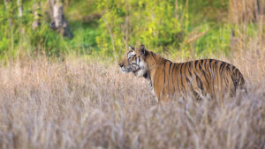 Tiger in Madhya Pradesh