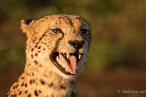 cheetah barking by carla glasspool