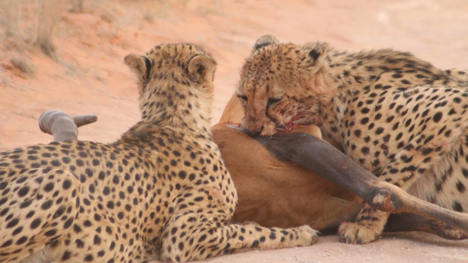 cheetahfeedinginthetswalukalaharigamereserve Luxury African Safaris,South America