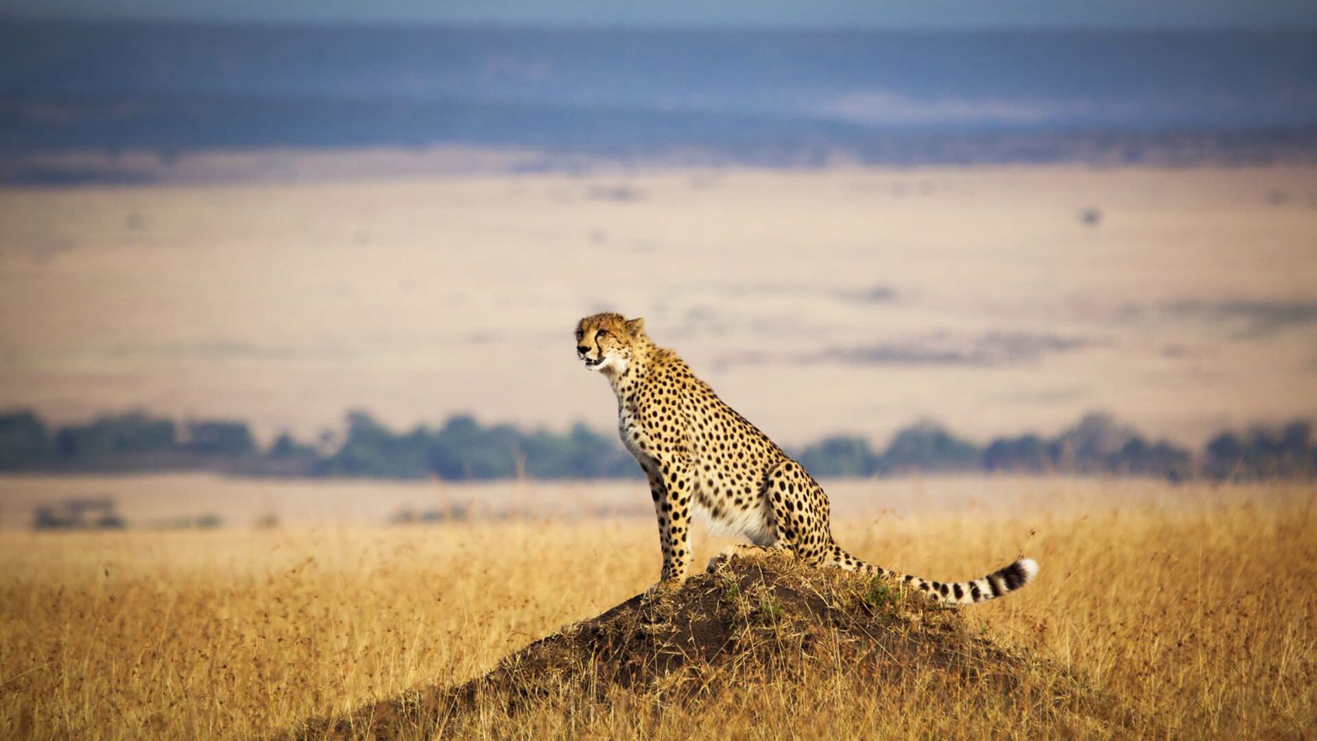 cheetah in the masai mara
