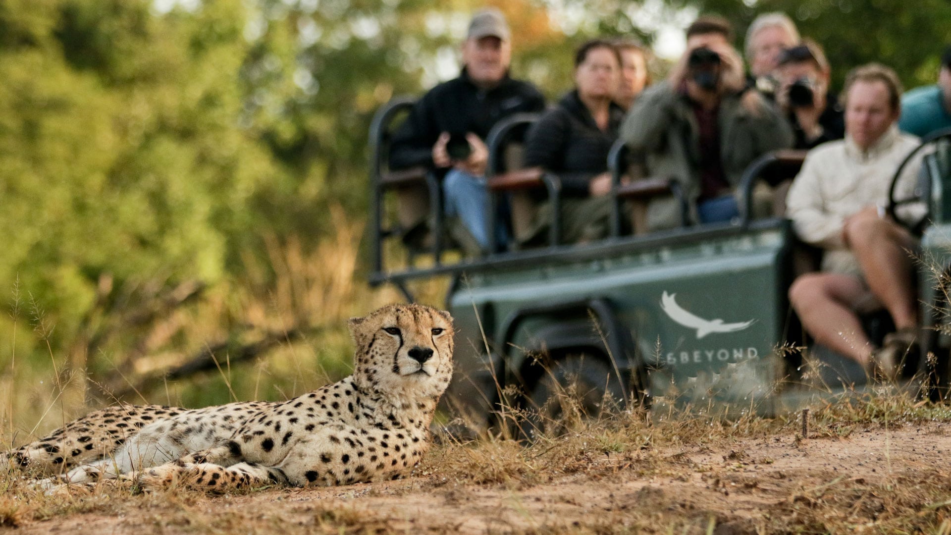 Cheetah Phinda South Africa