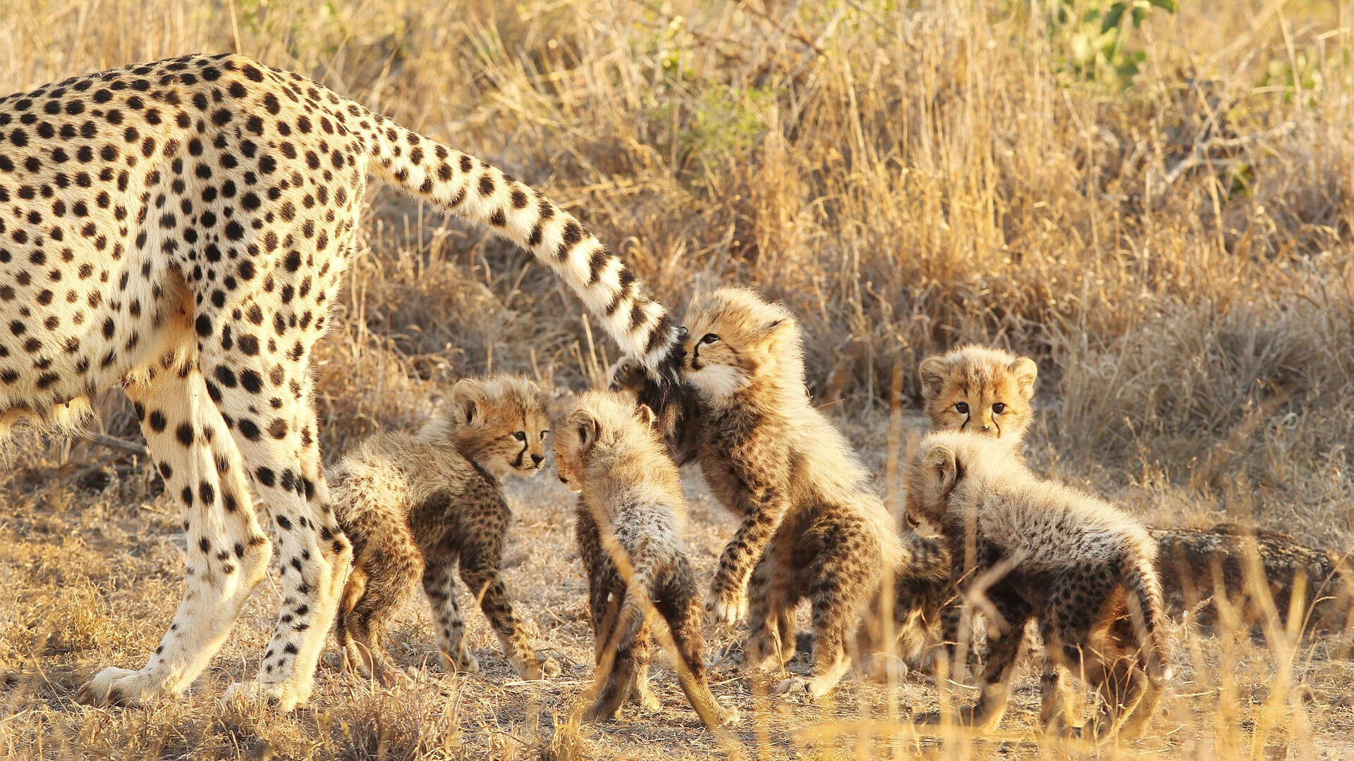 cheetah playing with its mothers tail by daryl dell
