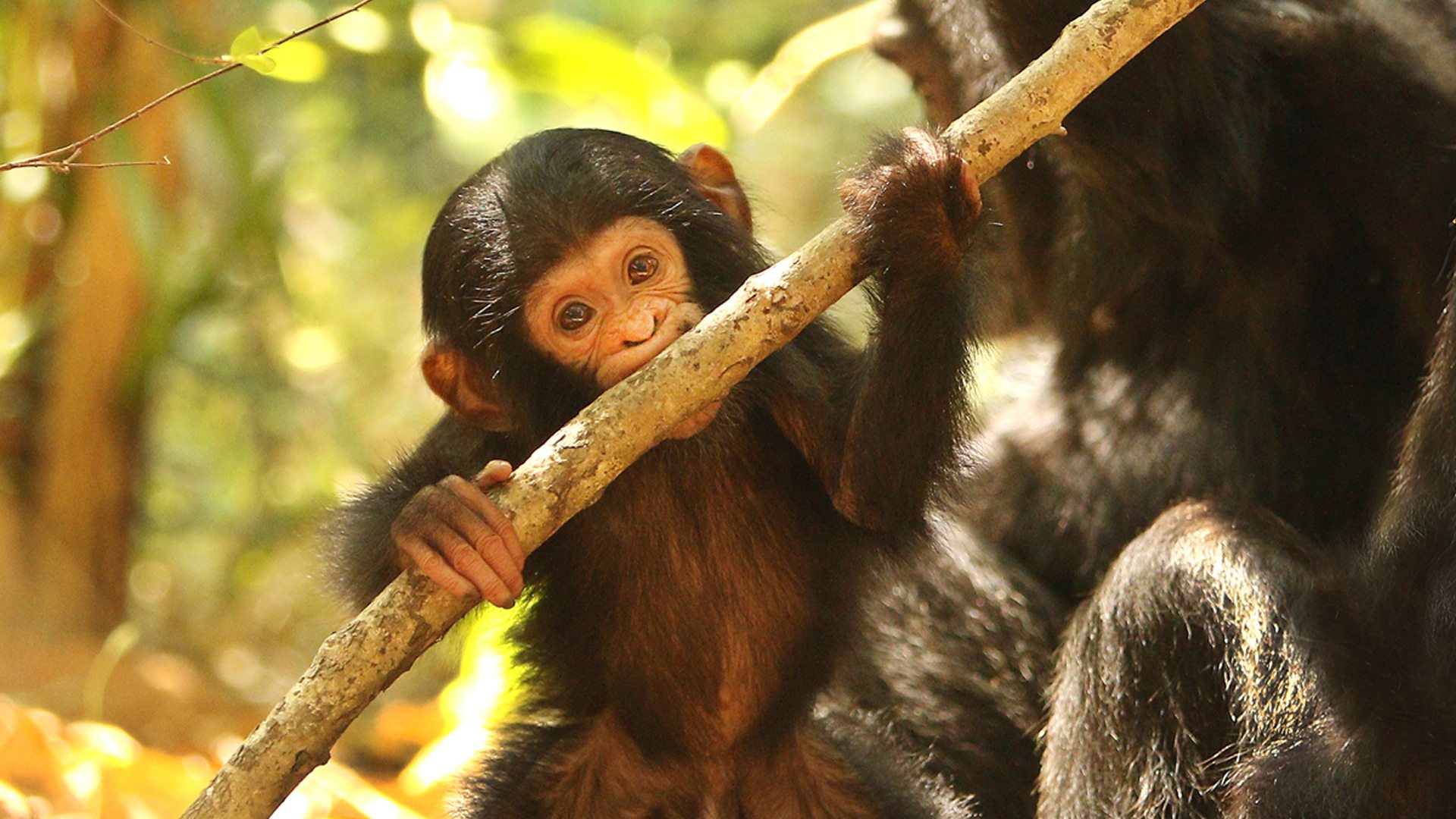 chimpanzee by daryl dell