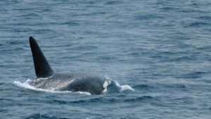 closeup of an orca in sri lanka