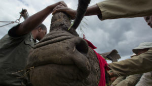 closeup of rhino on the rhinos without borders initiative