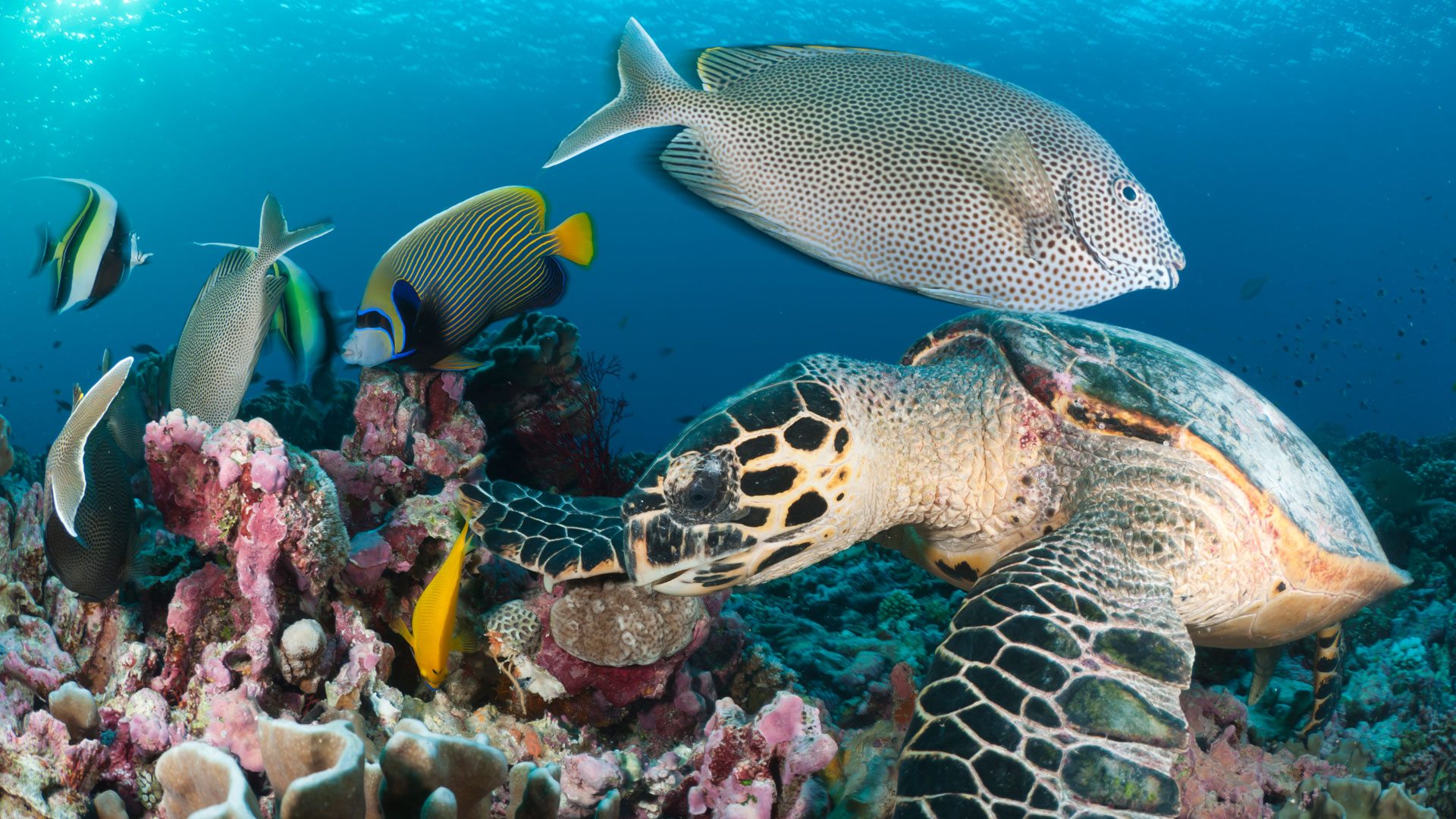 Ecotourism in Zanzibar - Discover 7 best Destinations in Zanzibar 15 Marine at Menai Bay
