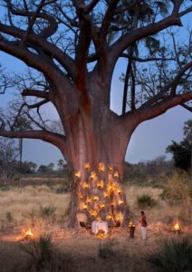 dining underneath a baobab in the okavango delta in botswana