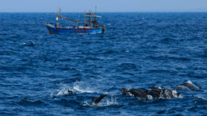 dolphins breaching in sri lanka