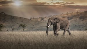 African elephant at dusk