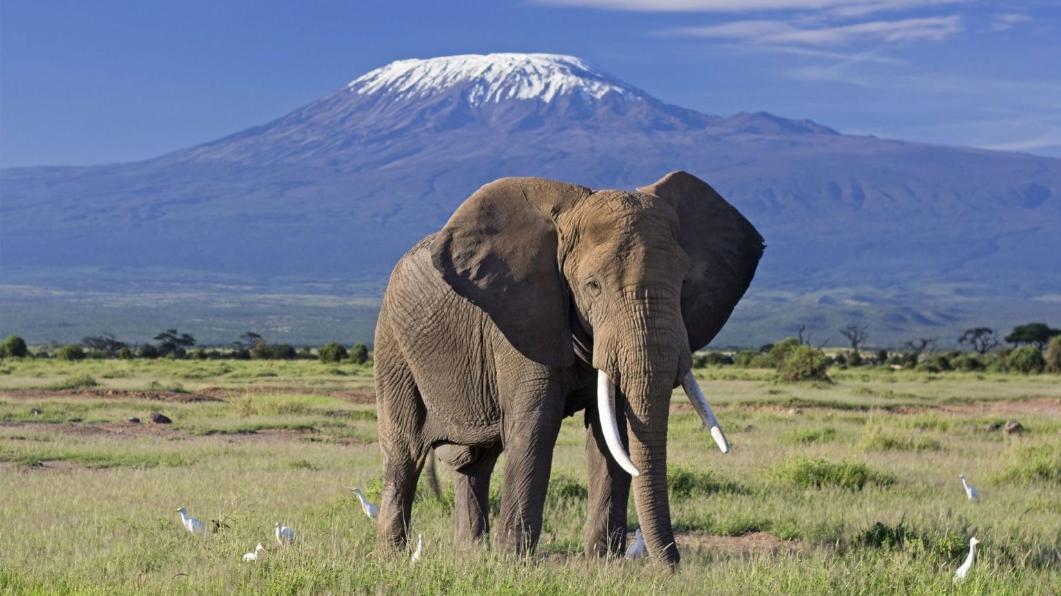Elephant bull with Mount Kilimanjaro in the background – Amboseli National Park