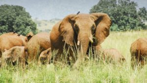 elephant on the plains kidepo valley national park