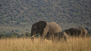 elephants in tanzania andbeyond supports anti poaching initiatives