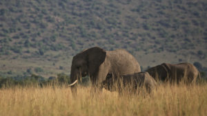 elephants in tanzania andbeyond supports anti poaching initiatives