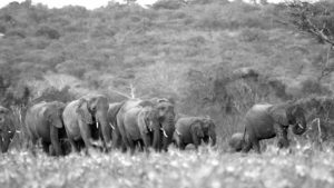 elephants walking to the river