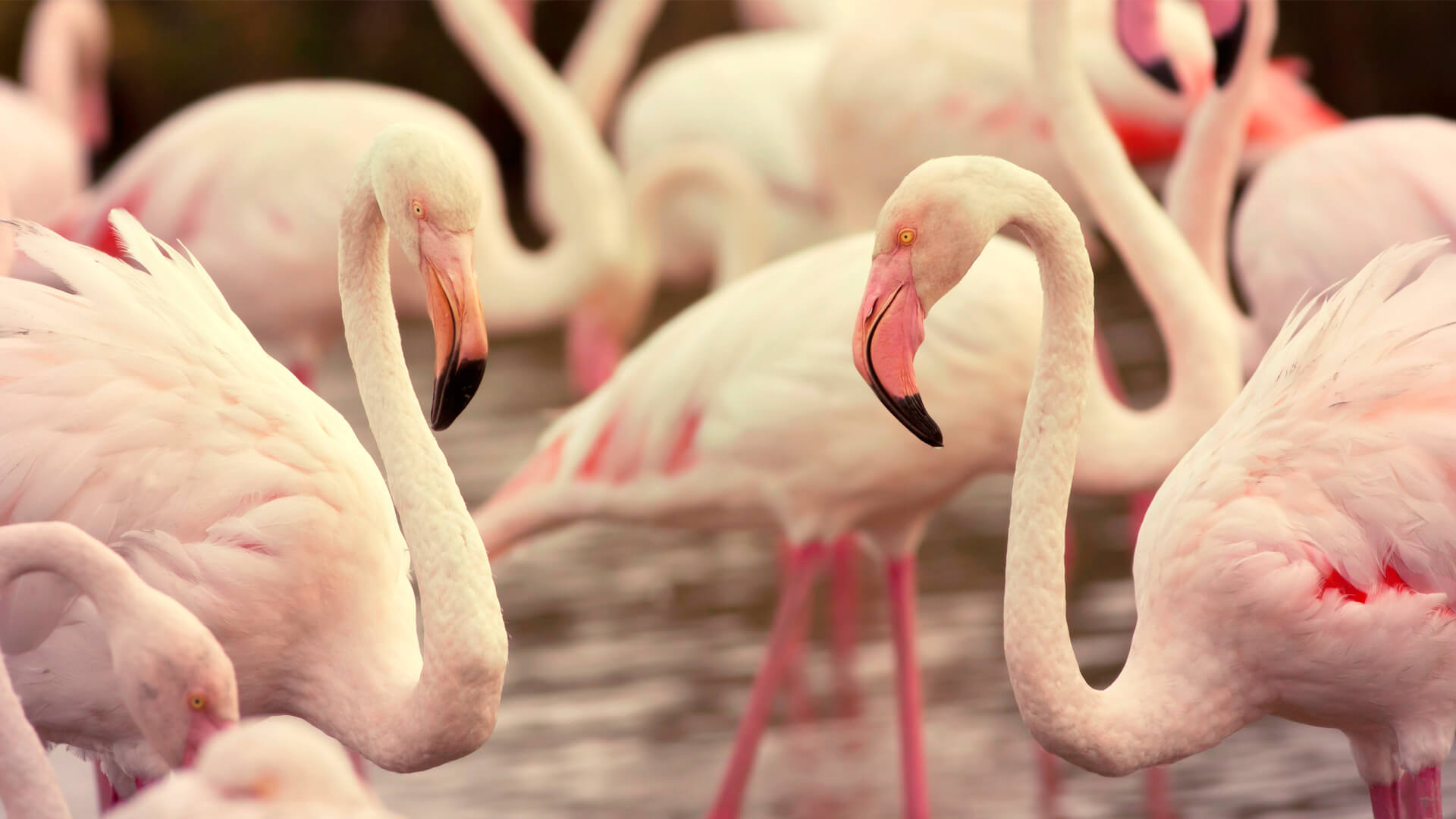 10 Must See Animal Migrations | Luxury Travel | andBeyond 10 Must See Animal Migrations | Luxury Travel | andBeyond