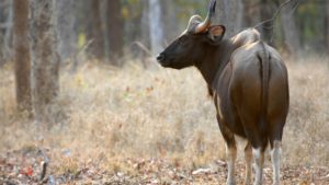 gaur indian bison in india