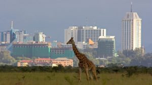 giraffe and sky line nairobi