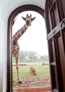 giraffe and warthog peeking through door in nairobi by the safari collection giraffe manor