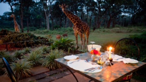 giraffe close to dining table on a africa and beyond private jet expedition