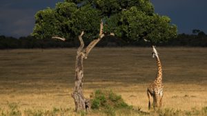 giraffe feeding on tree on a africa safari