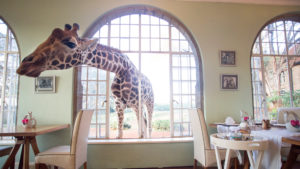 giraffe peeking through window on a east africa and beyond private jet expedition