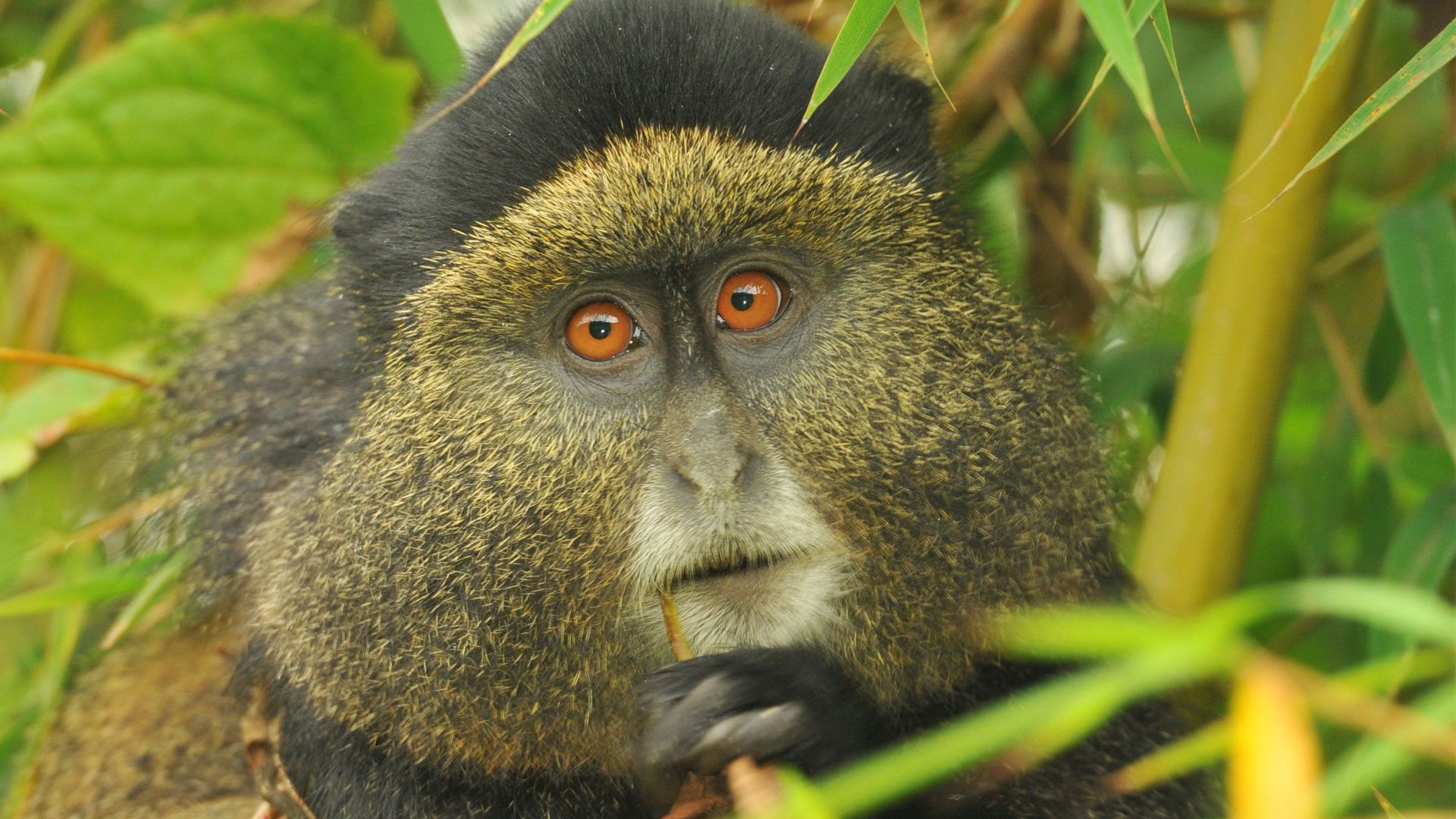 https://www.andbeyond.com/wp-content/uploads/sites/5/golden-monkey-volcanoe-national-park.jpg?utm_source=chatgpt.com