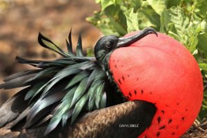 great frigate bird