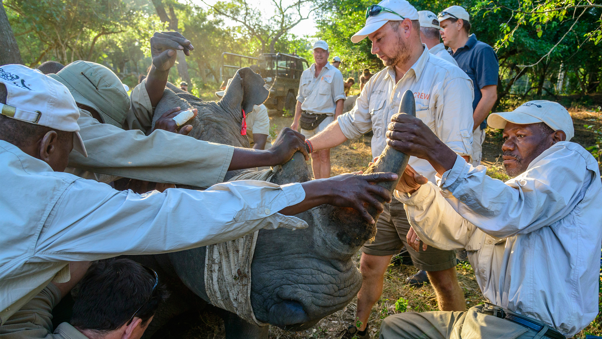 group of people moving a blindfolded rhino into a crate