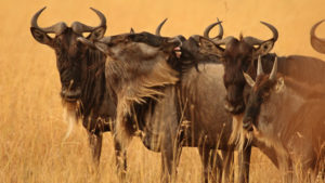 group of wildebeest