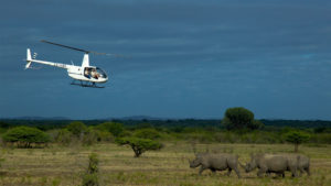 helicopter flying over rhino on the rhinos without borders initiative