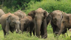 herd of asian elephants in sri lanka