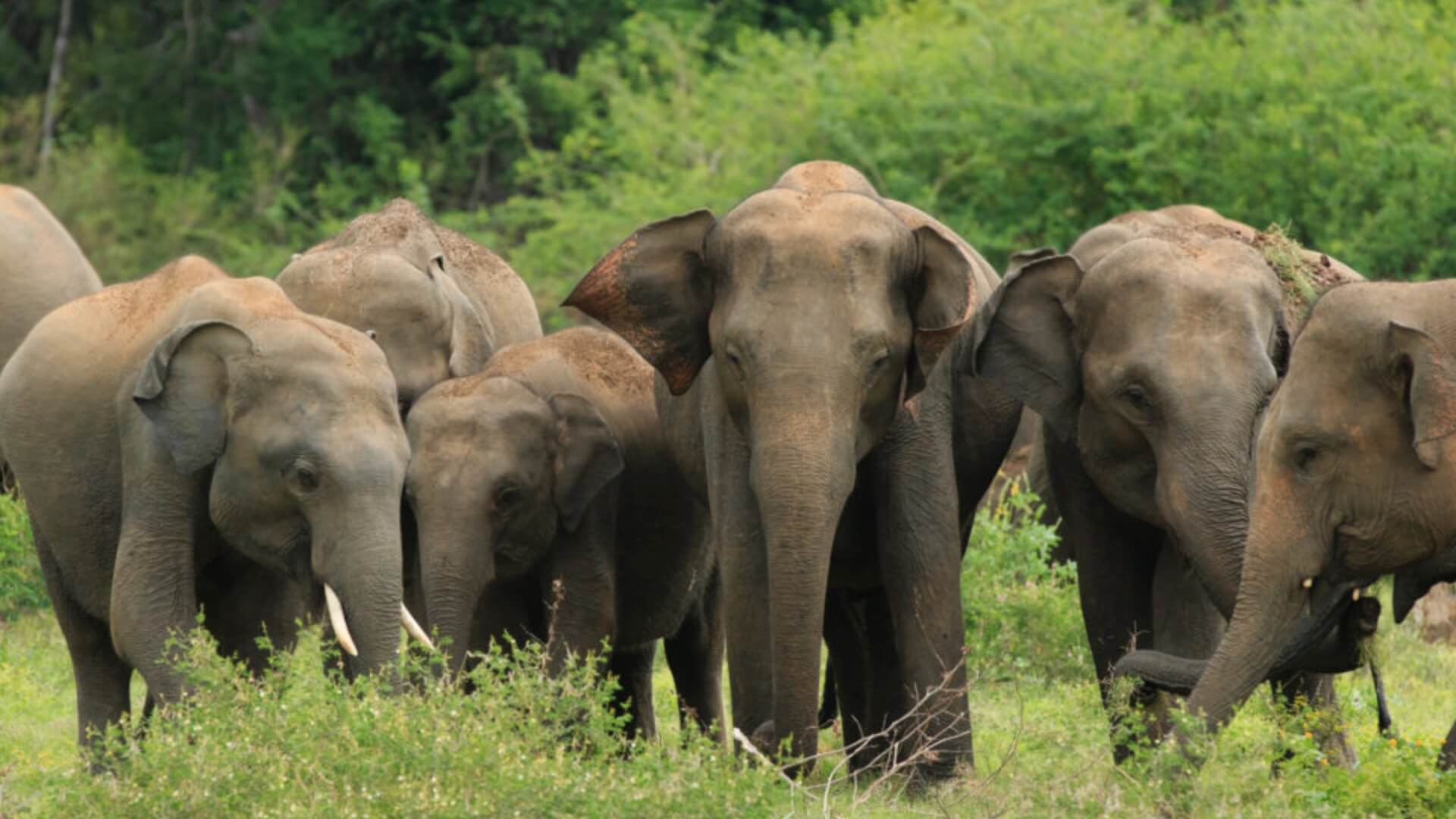 10 Must See Animal Migrations | Luxury Travel | andBeyond 10 Must See Animal Migrations | Luxury Travel | andBeyond