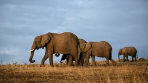 herd of elephants in tsavo national park