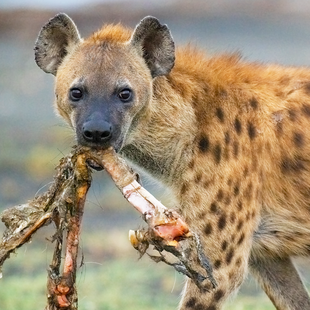 Explore the Spotted Hyena | &Beyond WILDwatch sightings