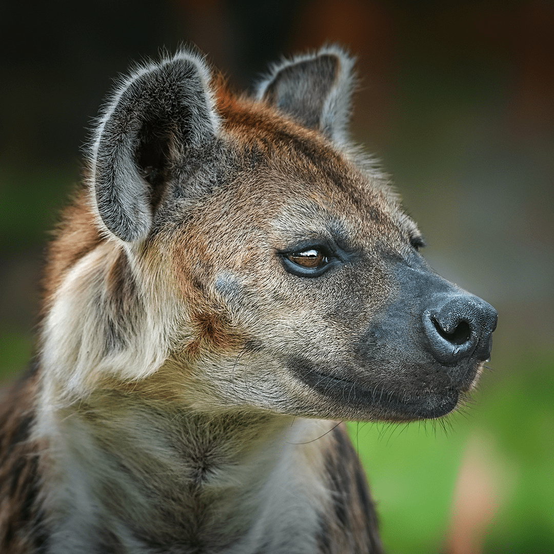 Hyena Hyena
