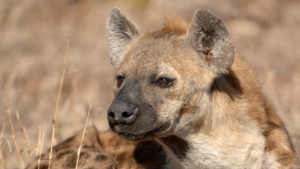 hyena research at andbeyond Grumeti