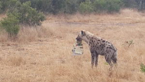 hyena steals book by simon naylor