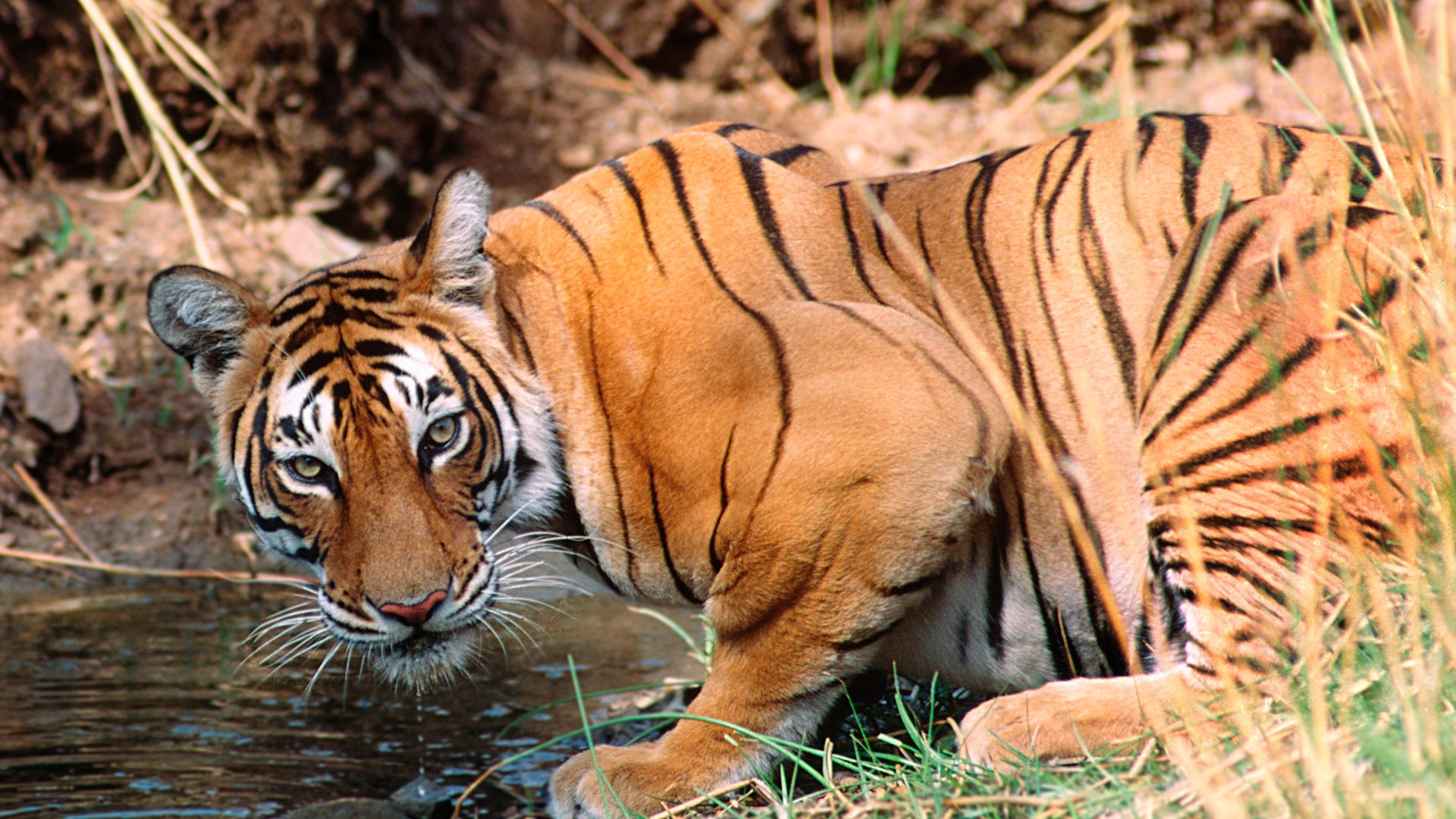 case study on ranthambore national park