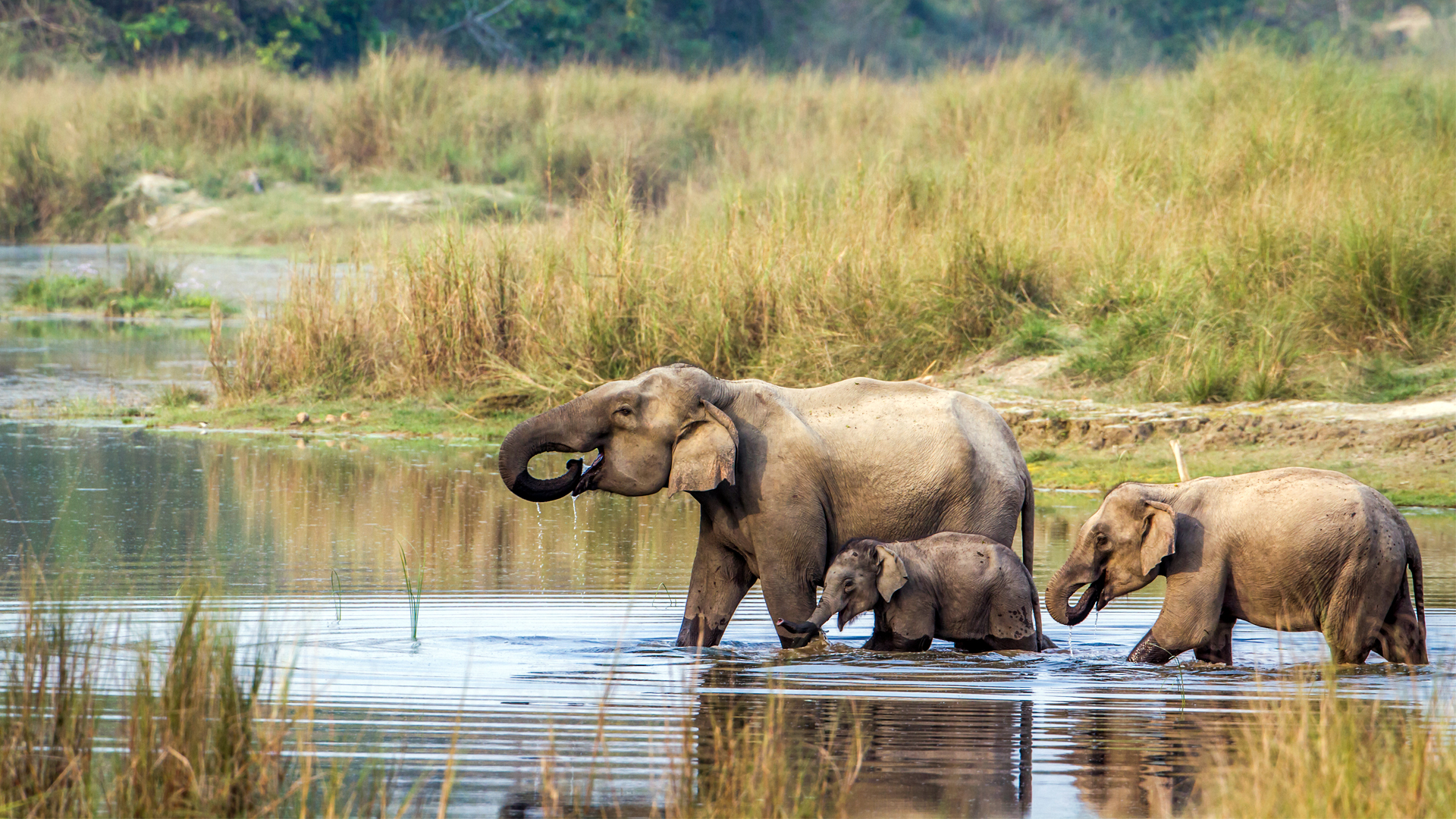 Chitwan National Park