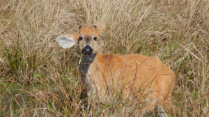 juvenile male pampas deer in south america