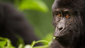 kigali gorilla