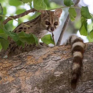 large spotted gennet in the okavango delta by the global photographer