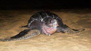 leatherback and loggerhead turtles