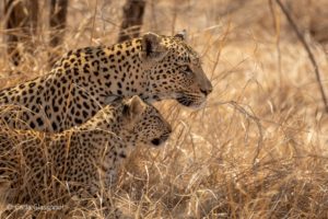 leopard and cub by carla glasspool